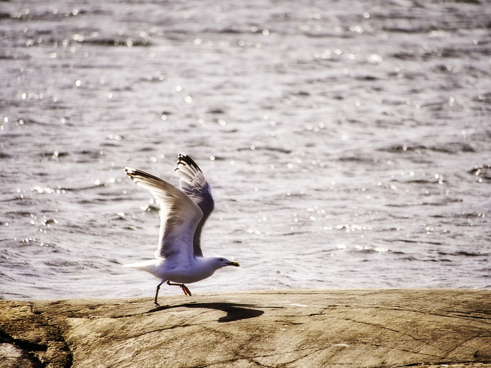 Eine Möwe startet zum Flug